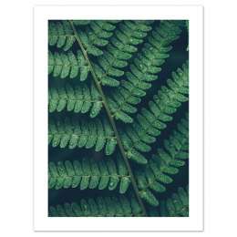 репродукция ПАПОРОТНИК, 300х400мм, бумага